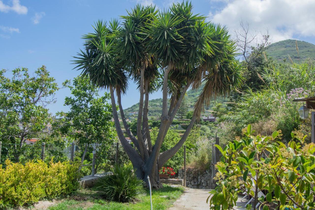 הוילה Forio di Ischia Casa Yucca מראה חיצוני תמונה